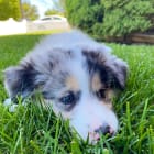 Pia