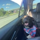 Nala