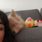 Lola