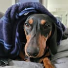 Hazel