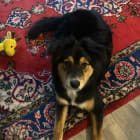 Lunabear