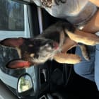Rocco