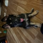 Rocco