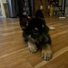 Rocco