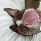 Bo