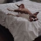 Bo