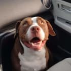 Bo