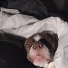 Bo