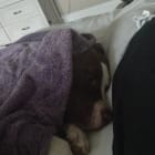 Bo