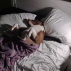 Bo