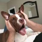 Bo
