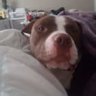 Bo