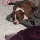 Bo