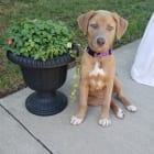 Cannoli