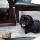 Pogi