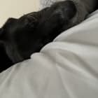 Duke
