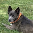 Nala