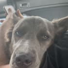 Nala