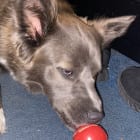 Nala