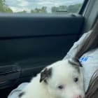 Oakley