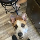 Cooper