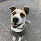 Cooper