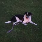 Nala