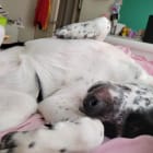 Nala