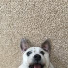 Dumpling