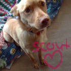 scout
