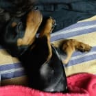 Pintooo