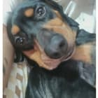 Pintooo
