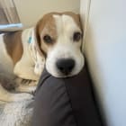 Snoopy