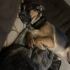 Dia