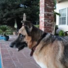 Cambria