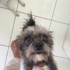 Joey