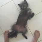 Joey