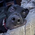 murphy