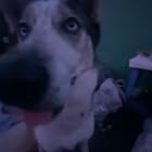 Toby