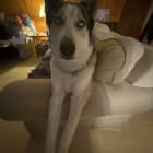 Toby