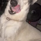 Toby