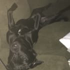 Lucifer