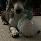 Nevaeh