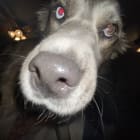 Nala