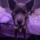 Nala