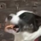 Griffy
