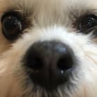 Popsy