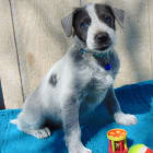 NELLIE