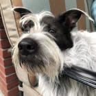 NELLIE