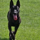 Duke